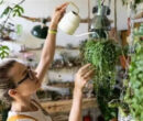 ترفندهای حرفه‌ای برای مراقبت و آبیاری گیاهان آویز