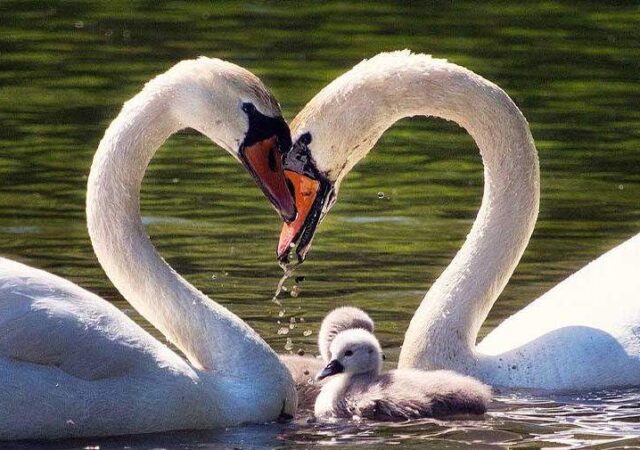 حفظ هویت فردی و تعادل بین «من» و «ما» در ازدواج