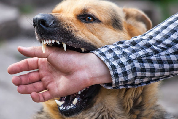 زنگ خطر افزایش موارد حیوان گزیدگی در شهرستان کنگان