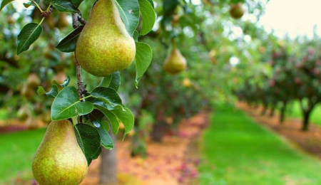 کاشت درخت گلابی, پرورش نهال گلابی