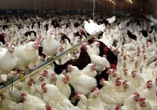 البرز زیر چتر مراقبت ملی آنفلوانزای فوق‌حاد پرندگان
