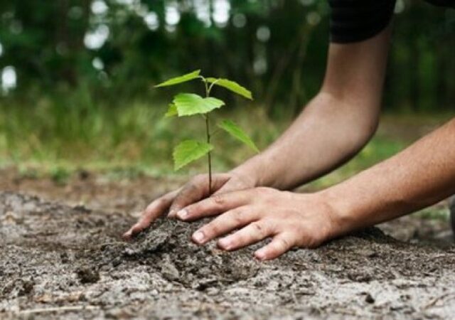 نهال‌های بومی گیلان به دست مردم سپرده می‌شود