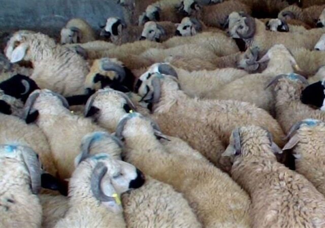 کشف گوسفندان قاچاق 30 میلیاردی در فریدن