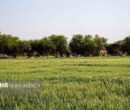 گمبوعه؛ از جنگل دستکاشت تا الگوی توسعه سبز در خوزستان گمبوعه؛ از جنگل دستکاشت تا الگوی توسعه سبز در خوزستان