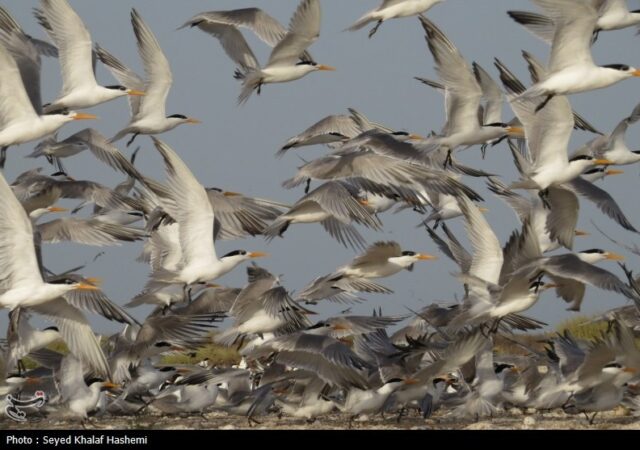 قتل‌عام ‌پرندگان مهاجر در شمال ایران؛ سکوت قانون!