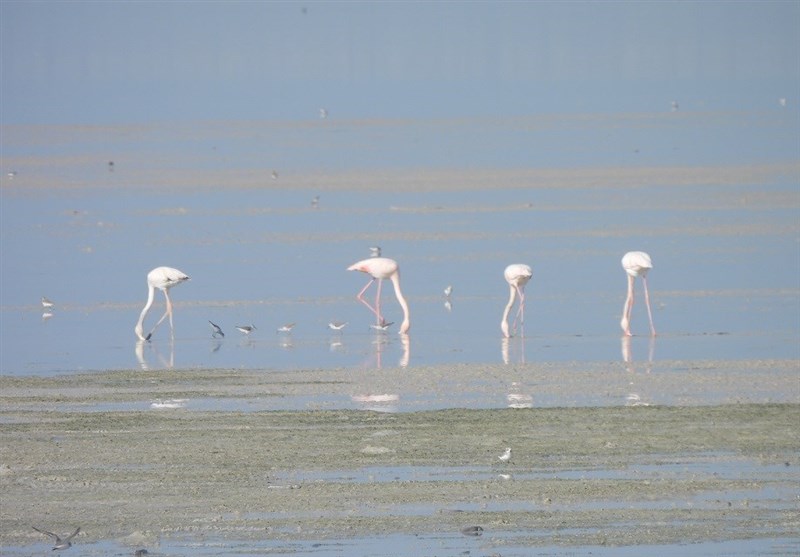 اخبار استان مازندران , اخبار ساری , 