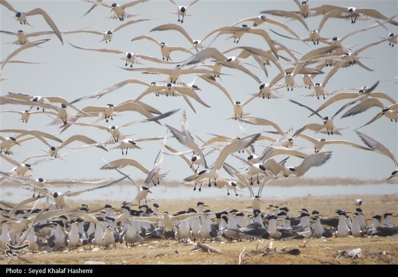 اخبار استان مازندران , اخبار ساری , 