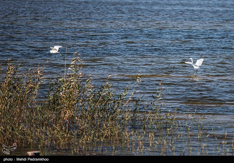 اخبار استان مازندران , اخبار ساری , 