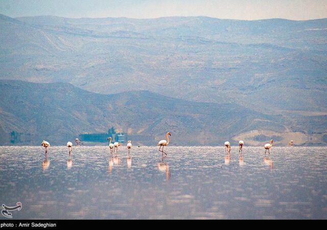 آبگیری 90 درصدی تالاب مهارلو؛ فلامینگوها دوباره بازگشتند
