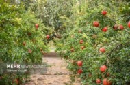 اجرای عملیات پایش و کنترل «کرم گلوگاه» در سطح باغات انار لرستان