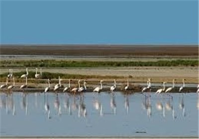 احیای تالاب بین‌المللی گاوخونی کلید خورد؛ اجرای پروژه تا 2028