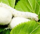 افزایش تولید پیله ابریشم در گلستان؛ نوغانداری سنتی در مسیر توسعه افزایش تولید پیله ابریشم در گلستان؛ نوغانداری سنتی در مسیر توسعه