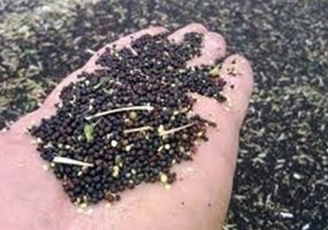 برنامه وزارت جهادکشاورزی برای رفع وابستگی به بذرهای وارداتی