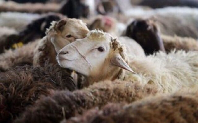 حل مشکلات شهری و ساماندهی دامداری‌ها باید تسریع شود