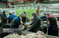 حمایت از زنجیره تأمین مرغ در فارس
