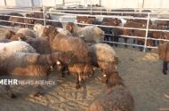 خروج دام مولد و پرواری از ایلام ممنوع شد