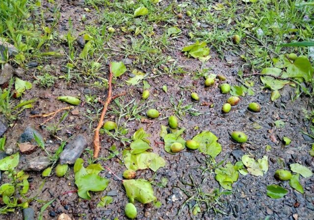 خسارت 100 میلیارد ریالی به مزارع گیلان‌غرب بر اثر تگرگ و بارندگی شدید