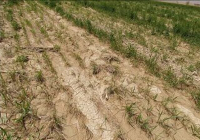 خسارت 9 همتی به کشاورزی خوزستان در بارندگی‌های اخیر