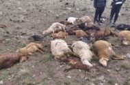 دامود: ۳۰ رأس دام تلف‌شده بر اثر صاعقه در هرسین دفن بهداشتی شد