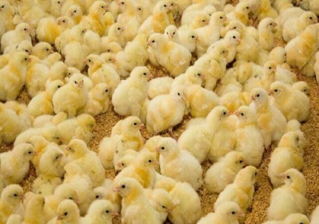 رشد تولید در صنعت مرغداری استان مرکزی با ۳۹ میلیون قطعه جوجه‌ریزی
