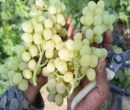 زنگ خطر برای انگور شاهرود؛ تغییر اقلیم الگوی باغداری را به چالش کشید
