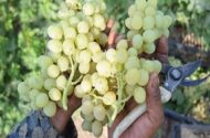 زنگ خطر برای انگور شاهرود؛ تغییر اقلیم الگوی باغداری را به چالش کشید
