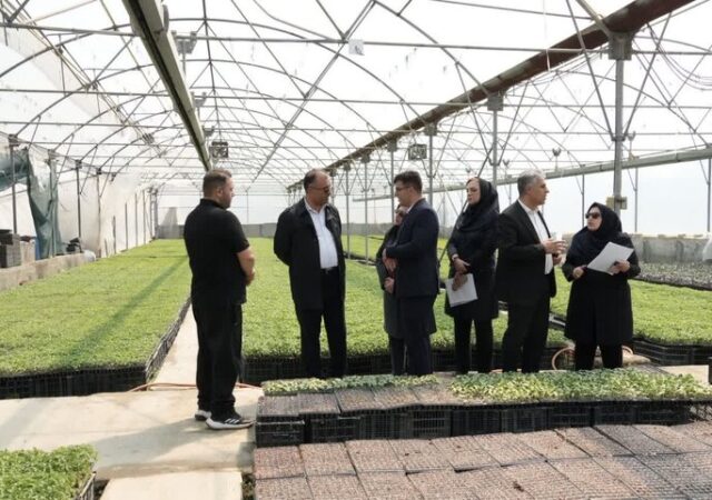 سالانه ۱۸ میلیون نشا در گلخانه‌های آذربایجان غربی تولید می شود