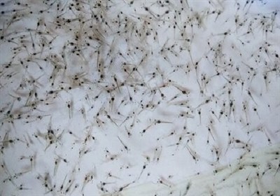 سرمایه‌گذاری چهار هزار میلیاردی برای تولید لارو میگو در قشم