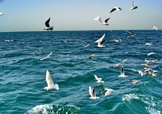 سواحل استان بوشهر متلاطم می‌شود