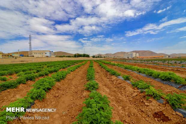 شناسنامه‌دار کردن محصولات کشاورزی برای تولید محصول سالم بررسی شد