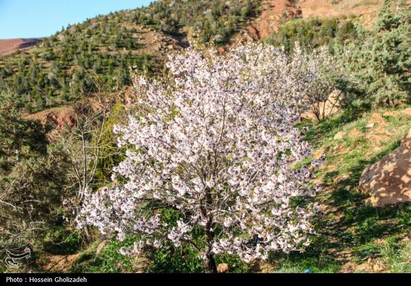 باران , روز درختکاری , اخبار استان آذربایجان شرقی , آذربایجان شرقی , اخبار تبریز , 