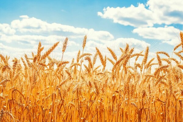 فصل خوب گندم کاران در استان بوشهر؛ ۱۱۷ هزار هکتار زیر کشت رفت