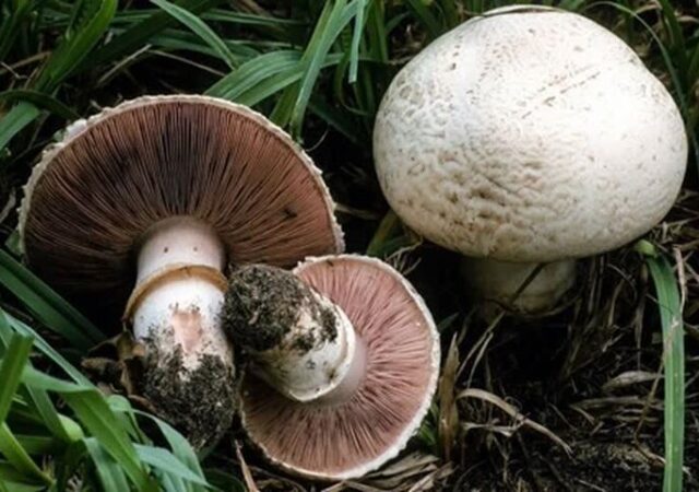 هشدار جدی به مردم؛ سم قارچ‌های کوهی با پختن از بین نمی‌رود