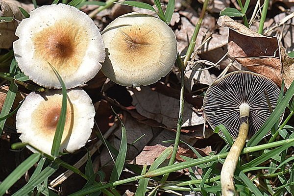 هشدار جدی به مردم؛ سم قارچ‌های کوهی با پختن از بین نمی‌رود