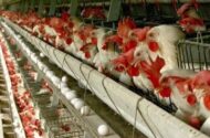 چرا مصرف کننده در تله قیمت‌گذاری تولید مرغ قرار دارد؟