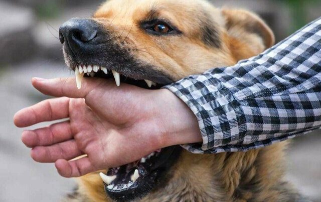 کاهش ۱۷ درصدی مصدومان سگ‌گزیدگی در مازندران