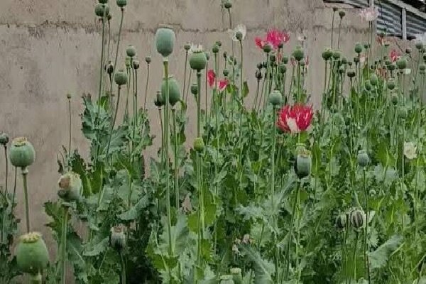 کشف و امحای ۵ مزرعه کشت خشخاش در دشت آزادگان