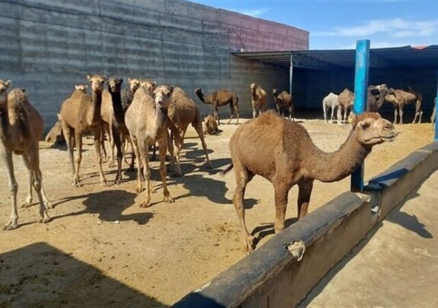 گزارش|جهش شترداری در شاهرود؛ استفاده بهینه از اقلیم خشک و مراتع فقیر