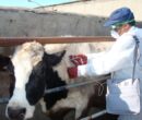 گلی: اجرای طرح جهادی دامپزشکی در روستای درمن؛واکسیناسیون ۳۹۰۰ رأس دام