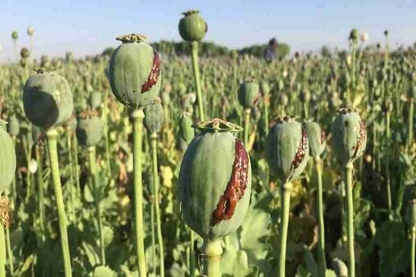 ۳ مزرعه کشت خشخاش در حمیدیه امحا شد