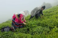 استحصال 7300 تن چای خشک از برگ سبز خریداری‌ شده در گیلان و مازندران