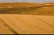 اعلام نرخ 49500 تومانی برای گندم/ آغاز برداشت در مناطق جنوبی لرستان