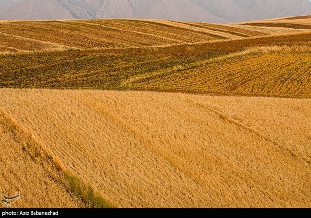 اعلام نرخ 49500 تومانی برای گندم/ آغاز برداشت در مناطق جنوبی لرستان