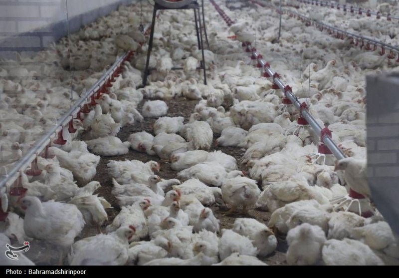 اخبار استان مازندران , اخبار ساری , 