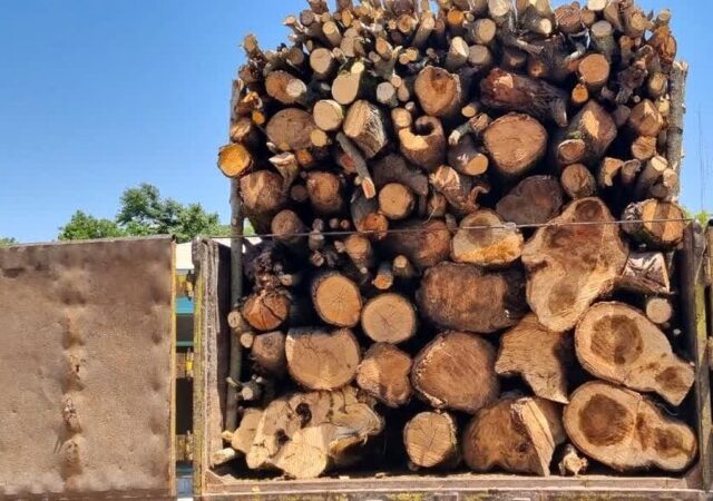جزئیات شناسایی و انهدام باند قاچاق چوب با دوربین تله‌ای در استان مازندران