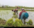 دلالان در کمین شالیزارهای شمال/ چه کسانی بازار برنج را به‌هم ریختند؟