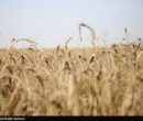 دلالان در کمین گندم طلایی گلستان