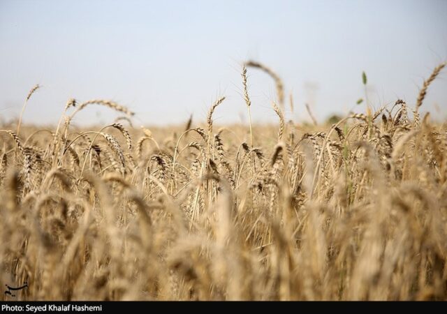 دلالان در کمین گندم طلایی گلستان