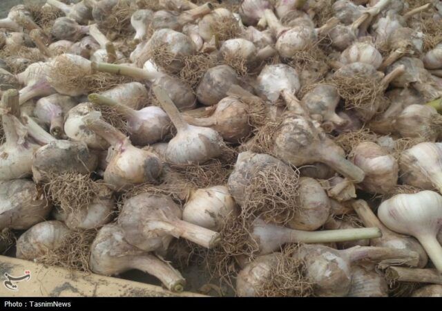 روستایی که با سیر نفس می‌کشد؛ «اَتو» و داستان یک برند موفق