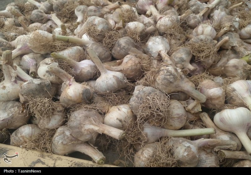 اخبار استان مازندران , اخبار ساری , 